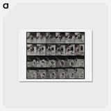 アートポストカード-Racing Dogs
 - エドワード マイブリッジ Postcard.