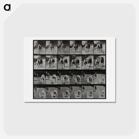 アートポストカード-Racing Dogs
 - エドワード マイブリッジ Postcard.