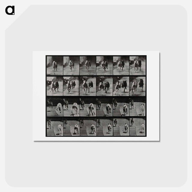 アートポストカード-Racing Dogs
 - エドワード マイブリッジ Postcard.