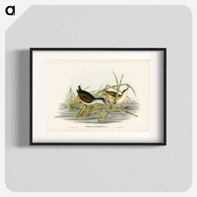 アートポスター-White-eyebrowed Water Crake
 - ジョン グールド Poster.