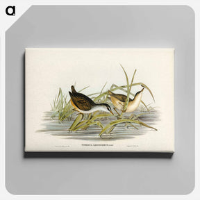アートパネル-White-eyebrowed Water Crake
 - ジョン グールド Canvas.