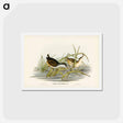 アートポストカード-White-eyebrowed Water Crake
 - ジョン グールド Postcard.