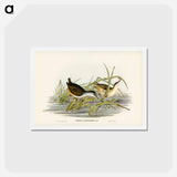 アートポストカード-White-eyebrowed Water Crake
 - ジョン グールド Postcard.