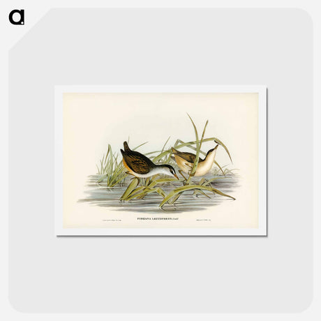 アートポストカード-White-eyebrowed Water Crake
 - ジョン グールド Postcard.