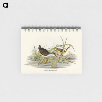 White-eyebrowed Water Crake
 - ジョン グールド Memo.