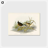 アートポストカード-White-eyebrowed Water Crake
 - ジョン グールド Postcard.
