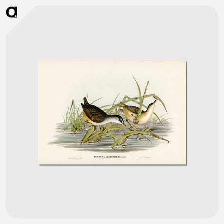 アートポストカード-White-eyebrowed Water Crake
 - ジョン グールド Postcard.