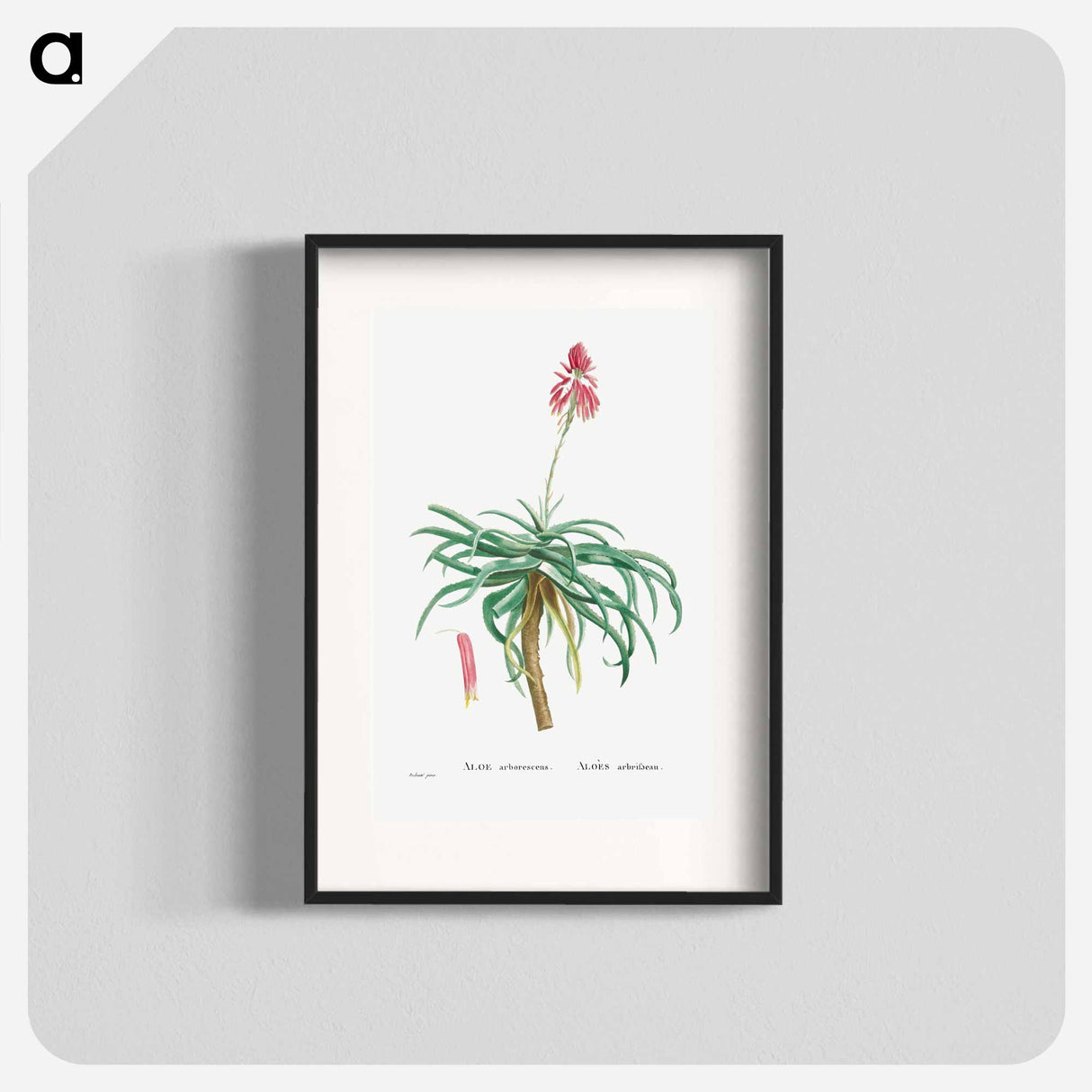 Aloe Arborescens (Candelabra Aloe) - Pierre Joseph Redouté Poster.