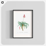 Aloe Arborescens (Candelabra Aloe) - Pierre Joseph Redouté Poster.