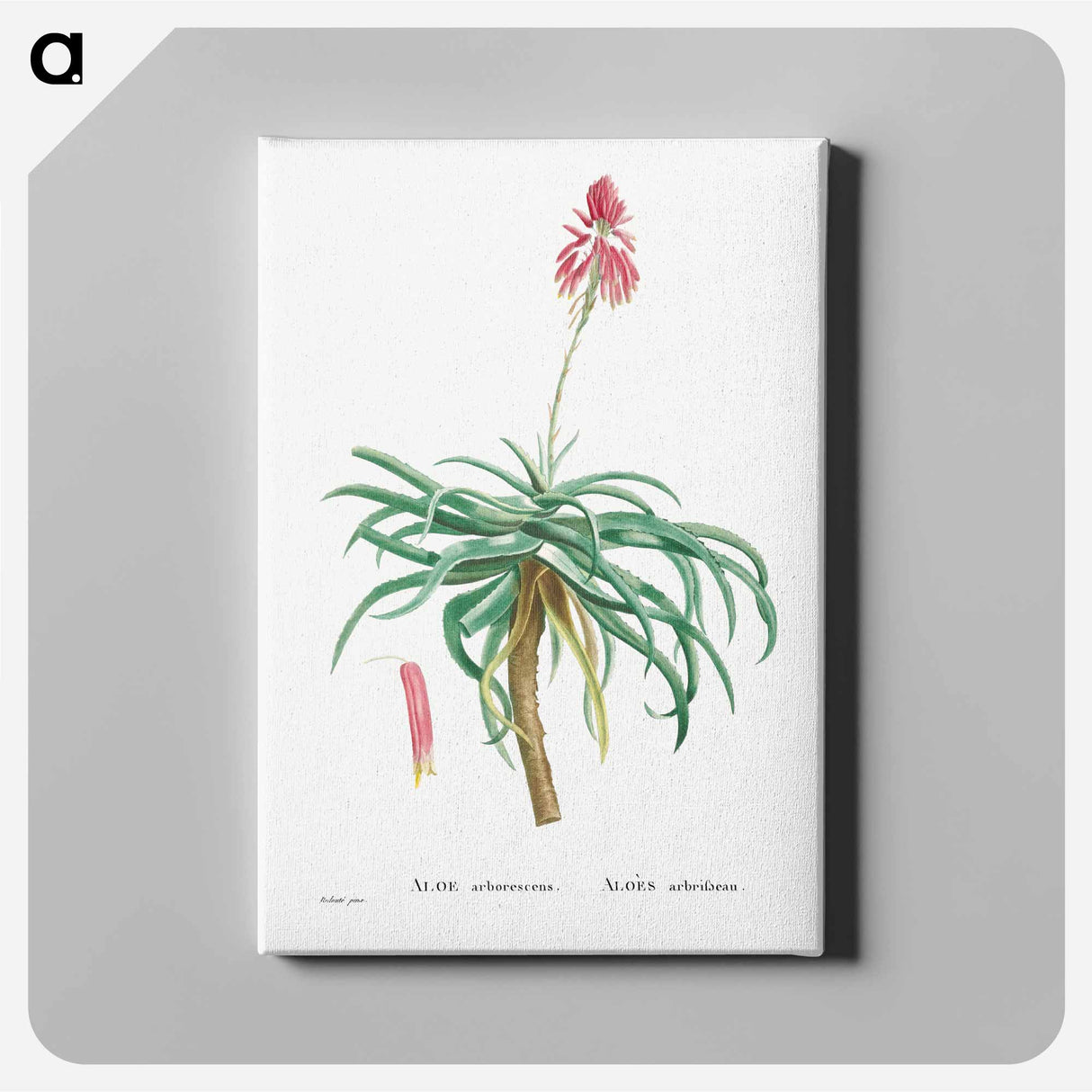 Aloe Arborescens (Candelabra Aloe) - ピエール ジョゼフ ルドゥーテ Canvas.