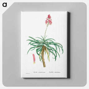 アートパネル-Aloe Arborescens (Candelabra Aloe) - ピエール ジョゼフ ルドゥーテ Canvas.