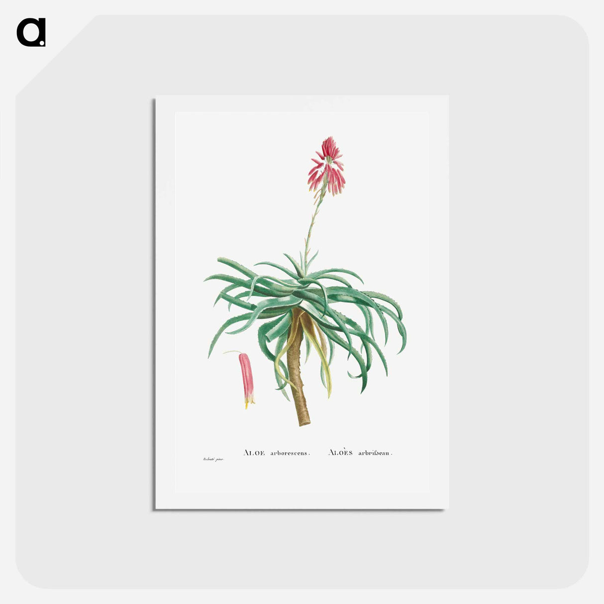 アートポストカード-Aloe Arborescens (Candelabra Aloe) - ピエール ジョゼフ ルドゥーテ Postcard.