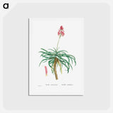 アートポストカード-Aloe Arborescens (Candelabra Aloe) - ピエール ジョゼフ ルドゥーテ Postcard.