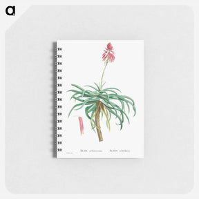 アートメモ帳-Aloe Arborescens (Candelabra Aloe) - ピエール ジョゼフ ルドゥーテ Memo.