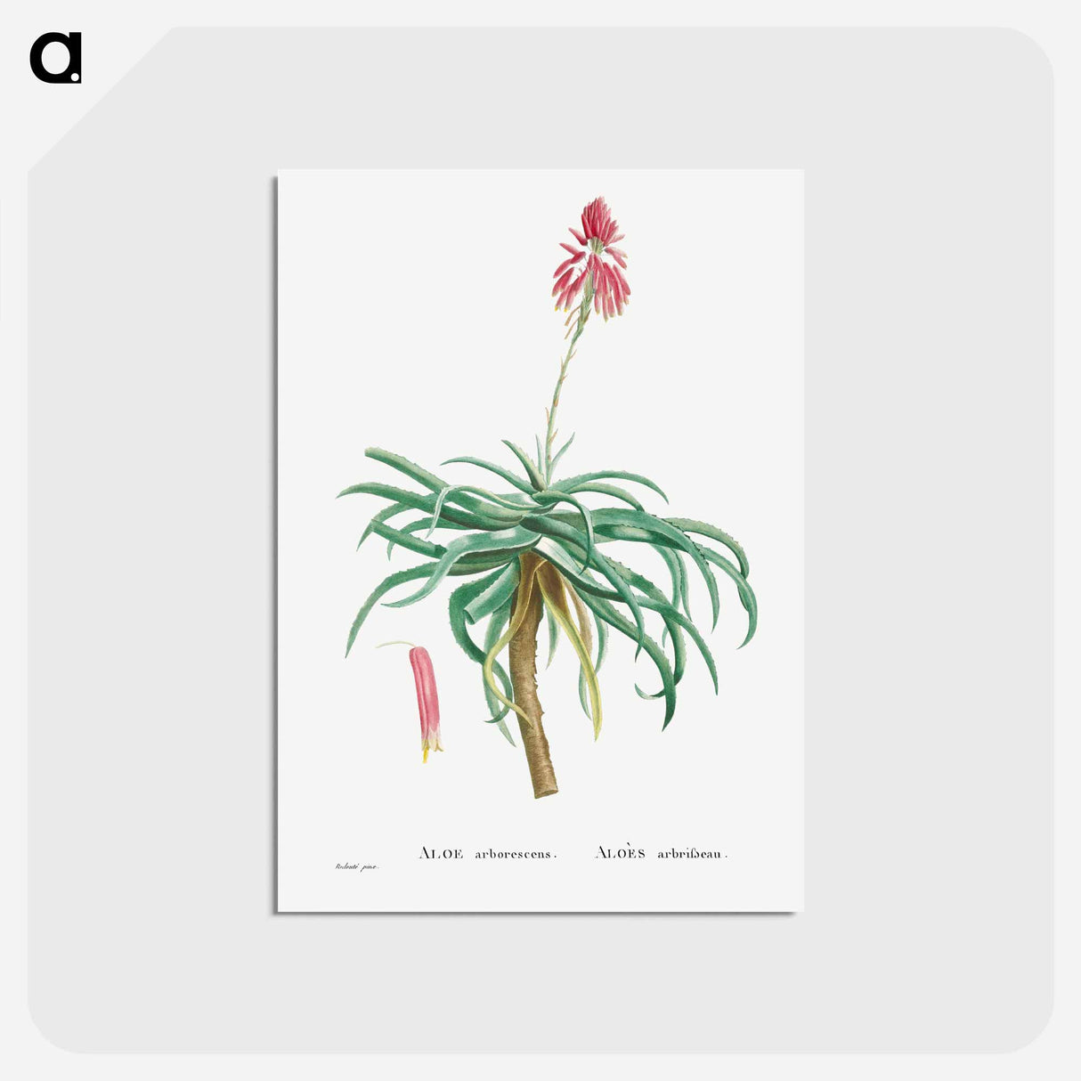 アートポストカード-Aloe Arborescens (Candelabra Aloe) - ピエール ジョゼフ ルドゥーテ Postcard.
