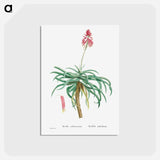 アートポストカード-Aloe Arborescens (Candelabra Aloe) - ピエール ジョゼフ ルドゥーテ Postcard.