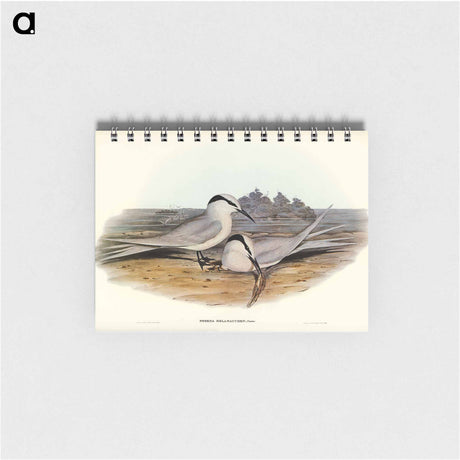 アートメモ帳-Black-naped Tern
 - オーストラリアの鳥 Memo.