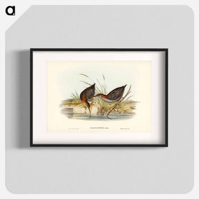 アートポスター-Lewin's Water Rail
 - ジョン グールド Poster.