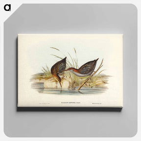 アートパネル-Lewin's Water Rail
 - ジョン グールド Canvas.