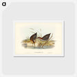 アートポストカード-Lewin's Water Rail
 - ジョン グールド Postcard.