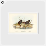 アートポストカード-Lewin's Water Rail
 - ジョン グールド Postcard.