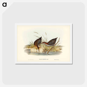 アートポストカード-Lewin's Water Rail
 - ジョン グールド Postcard.