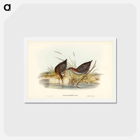 アートポストカード-Lewin's Water Rail
 - ジョン グールド Postcard.