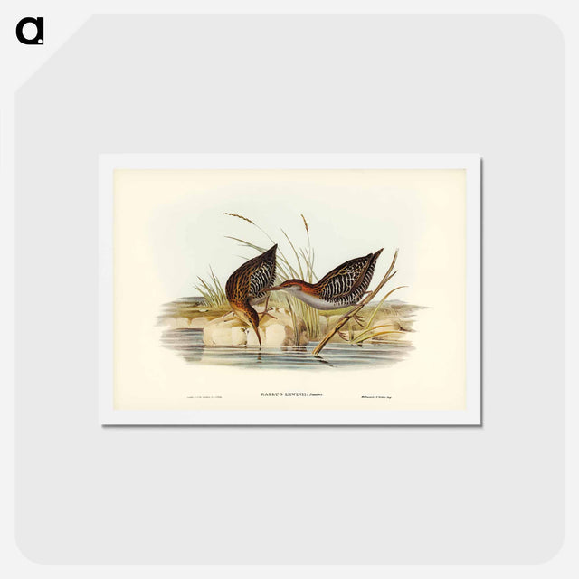 アートポストカード-Lewin's Water Rail
 - ジョン グールド Postcard.