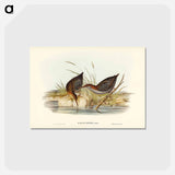 アートポストカード-Lewin's Water Rail
 - ジョン グールド Postcard.