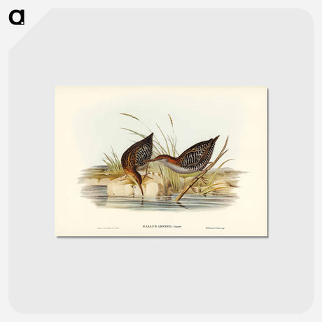 アートポストカード-Lewin's Water Rail
 - ジョン グールド Postcard.