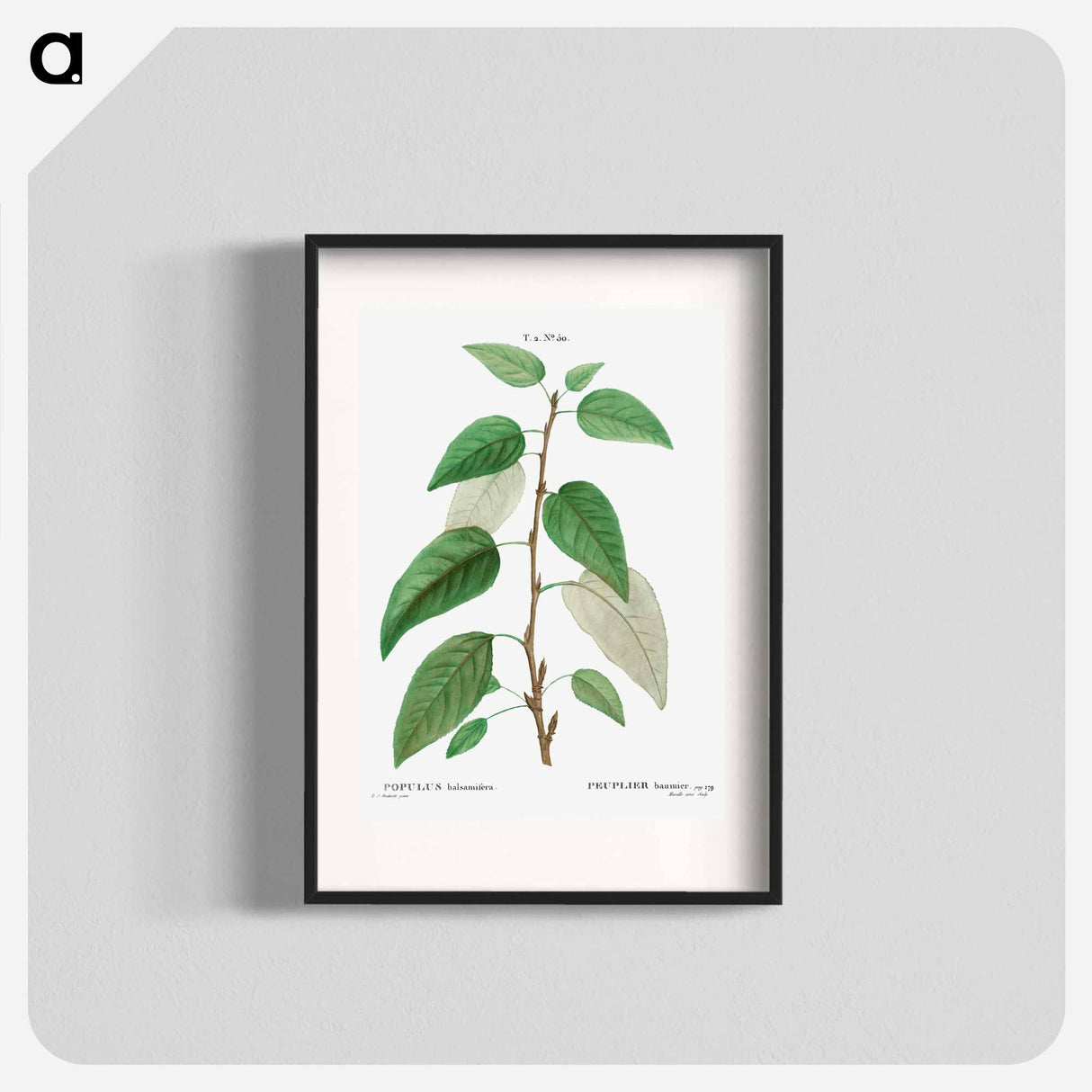 Balsam poplar - Pierre Joseph Redouté Poster.
