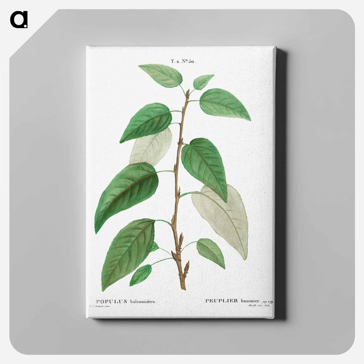 アートパネル-Balsam poplar - ピエール ジョゼフ ルドゥーテ Canvas.