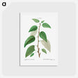 アートポストカード-Balsam poplar - ピエール ジョゼフ ルドゥーテ Postcard.