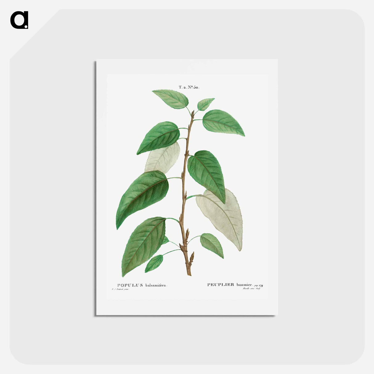 アートポストカード-Balsam poplar - ピエール ジョゼフ ルドゥーテ Postcard.