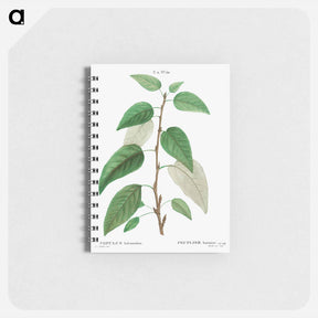 アートメモ帳-Balsam poplar - ピエール ジョゼフ ルドゥーテ Memo.
