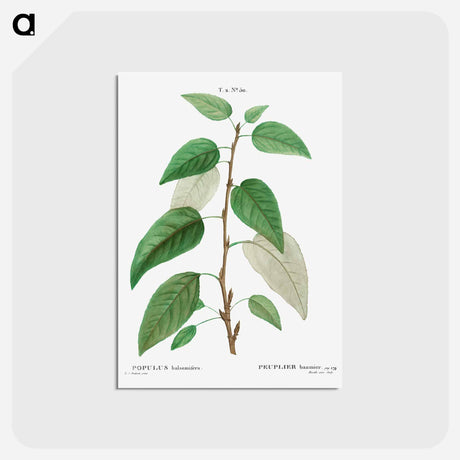 アートポストカード-Balsam poplar - ピエール ジョゼフ ルドゥーテ Postcard.