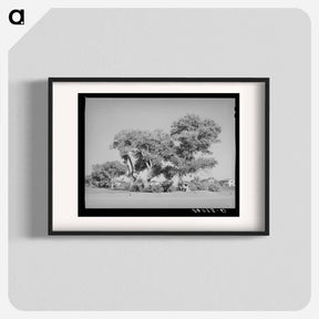 アートポスター-Cottonwoods, Phoenix
 - ラッセル リー Poster.