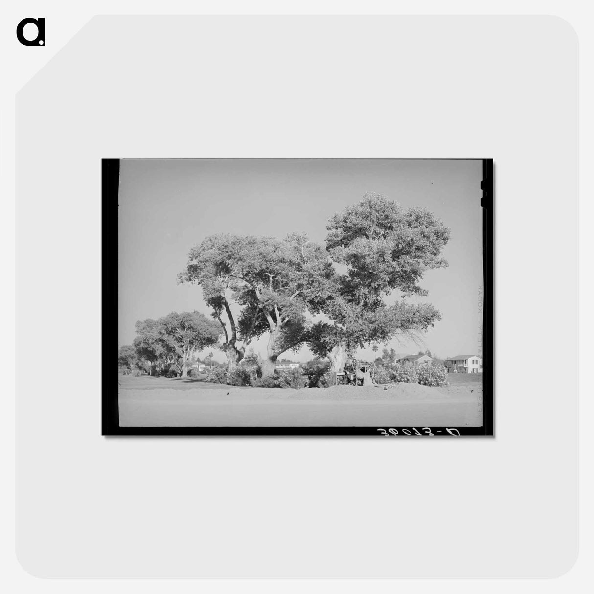 アートポストカード-Cottonwoods, Phoenix
 - ラッセル リー Postcard.