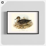 Freckled Duck
 - オーストラリアの鳥 Poster.