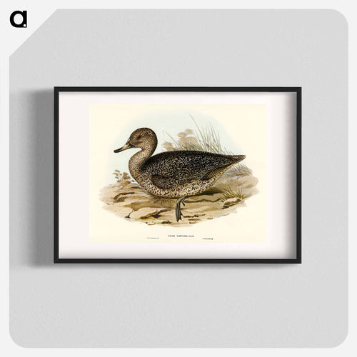 Freckled Duck
 - オーストラリアの鳥 Poster.