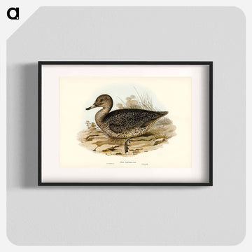 Freckled Duck
 - オーストラリアの鳥 Poster.