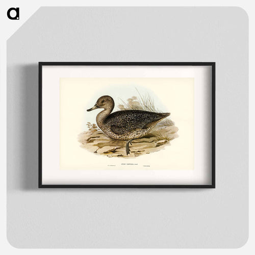 Freckled Duck
 - オーストラリアの鳥 Poster.