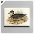 アートパネル-Freckled Duck
 - オーストラリアの鳥 Canvas.