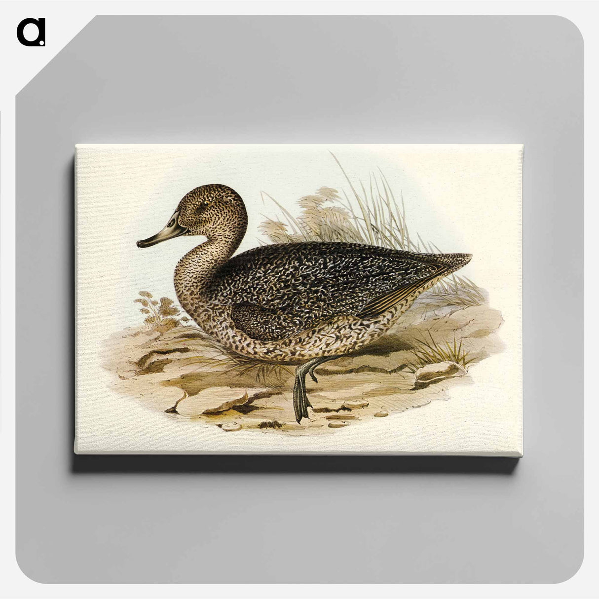 アートパネル-Freckled Duck
 - オーストラリアの鳥 Canvas.