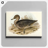 アートパネル-Freckled Duck
 - オーストラリアの鳥 Canvas.