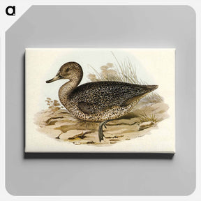 アートパネル-Freckled Duck
 - オーストラリアの鳥 Canvas.