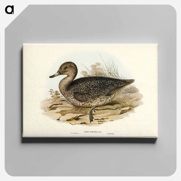 Freckled Duck
 - オーストラリアの鳥 Canvas.