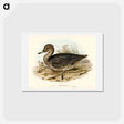 アートポストカード-Freckled Duck
 - オーストラリアの鳥 Postcard.