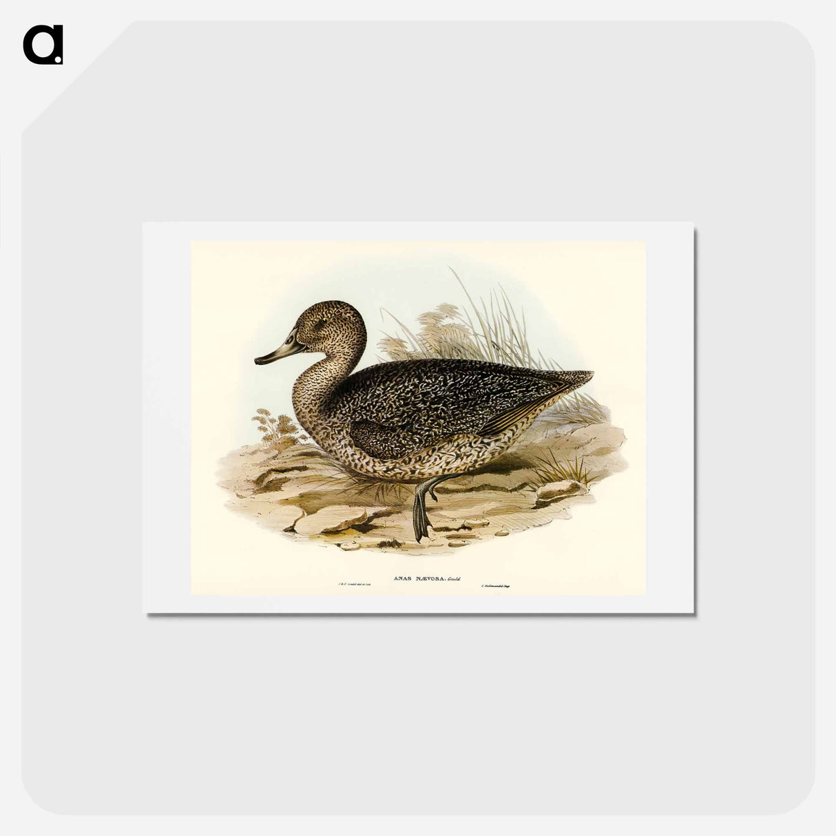 アートポストカード-Freckled Duck
 - オーストラリアの鳥 Postcard.