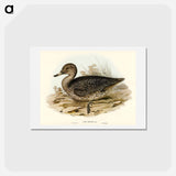 アートポストカード-Freckled Duck
 - オーストラリアの鳥 Postcard.